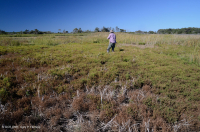 Salar de Glasswort – CEGL004308 Salar de Glasswort – CEGL004308
