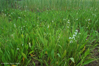 Marisma oligohalina de marea (tipo de hierbas mixtas) – CEGL006181 Marisma oligohalina de marea (tipo de hierbas mixtas) – CEGL006181