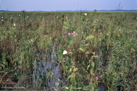 Marisma oligohalina de marea (tipo de hierbas mixtas) – CEGL006181 Marisma oligohalina de marea (tipo de hierbas mixtas) – CEGL006181
