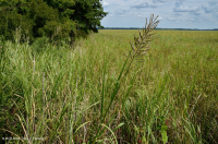 Marisma oligohalina de marea (tipo de hierbas mixtas) – CEGL006181 Marisma oligohalina de marea (tipo de hierbas mixtas) – CEGL006181