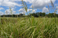 Marisma oligohalina de marea (tipo Big Cordgrass) – CEGL004195 Marisma oligohalina de marea (tipo Big Cordgrass) – CEGL004195