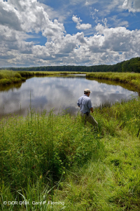 Marisma oligohalina de marea (tipo de hierbas mixtas) – CEGL006181 Marisma oligohalina de marea (tipo de hierbas mixtas) – CEGL006181