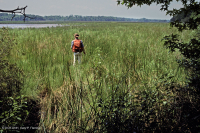 Marisma oligohalina de marea (pasto de cordón de pradera salada - tipo marisma interior baja de tres cuadrados Olney) - CEGL006612 Marisma oligohalina de marea (pasto de cordón de pradera salada - tipo marisma interior baja de tres cuadrados Olney) - CEGL006612