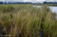 Marisma oligohalina de marea (tipo Big Cordgrass) – CEGL004195 Marisma oligohalina de marea (tipo Big Cordgrass) – CEGL004195