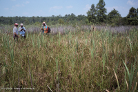 Marisma oligohalina de marea eólica (espiga rastrera - tipo punta de flecha lengua de toro) – CEGL004628 Marisma oligohalina de marea eólica (espiga rastrera - tipo punta de flecha lengua de toro) – CEGL004628
