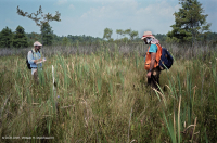 Marisma oligohalina de marea eólica (espiga rastrera - tipo punta de flecha lengua de toro) – CEGL004628 Marisma oligohalina de marea eólica (espiga rastrera - tipo punta de flecha lengua de toro) – CEGL004628