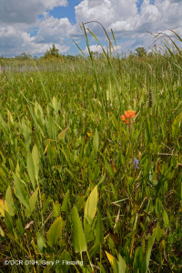 Marisma oligohalina de viento y marea (espiga rastrera - tipo punta de flecha lengua de toro) - CEGL004628 Marisma oligohalina de viento y marea (espiga rastrera - tipo punta de flecha lengua de toro) - CEGL004628