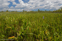 Marisma oligohalina de viento y marea (espiga rastrera - tipo punta de flecha lengua de toro) - CEGL004628 Marisma oligohalina de viento y marea (espiga rastrera - tipo punta de flecha lengua de toro) - CEGL004628