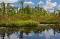 Marisma oligohalina de viento y marea (espiga rastrera - tipo punta de flecha lengua de toro) - CEGL004628 Marisma oligohalina de viento y marea (espiga rastrera - tipo punta de flecha lengua de toro) - CEGL004628
