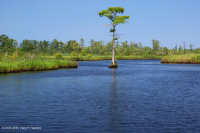 Marisma oligohalina de marea eólica (espiga rastrera - tipo punta de flecha lengua de toro) – CEGL004628 Marisma oligohalina de marea eólica (espiga rastrera - tipo punta de flecha lengua de toro) – CEGL004628