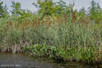 Marisma oligohalina de marea eólica (espiga rastrera - tipo punta de flecha lengua de toro) – CEGL004628 Marisma oligohalina de marea eólica (espiga rastrera - tipo punta de flecha lengua de toro) – CEGL004628