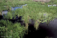 Marisma oligohalina de marea eólica (espiga rastrera - tipo punta de flecha lengua de toro) – CEGL004628 Marisma oligohalina de marea eólica (espiga rastrera - tipo punta de flecha lengua de toro) – CEGL004628