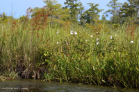 Marisma oligohalina de marea eólica (tipo de hierba de cordón grande) - CEGL007741 Marisma oligohalina de marea eólica (tipo de hierba de cordón grande) - CEGL007741