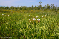 Marisma oligohalina de viento y marea (espiga rastrera - tipo punta de flecha lengua de toro) - CEGL004628 Marisma oligohalina de viento y marea (espiga rastrera - tipo punta de flecha lengua de toro) - CEGL004628