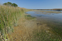 Marisma oligohalina de marea eólica (espiga rastrera - tipo punta de flecha lengua de toro) – CEGL004628 Marisma oligohalina de marea eólica (espiga rastrera - tipo punta de flecha lengua de toro) – CEGL004628