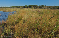 Marisma oligohalina de marea eólica (espiga rastrera - tipo punta de flecha lengua de toro) – CEGL004628 Marisma oligohalina de marea eólica (espiga rastrera - tipo punta de flecha lengua de toro) – CEGL004628