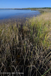 Marisma oligohalina de marea eólica (espiga rastrera - tipo punta de flecha lengua de toro) – CEGL004628 Marisma oligohalina de marea eólica (espiga rastrera - tipo punta de flecha lengua de toro) – CEGL004628