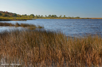 Marisma oligohalina de marea eólica (espiga rastrera - tipo punta de flecha lengua de toro) – CEGL004628 Marisma oligohalina de marea eólica (espiga rastrera - tipo punta de flecha lengua de toro) – CEGL004628