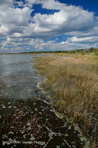 Marisma oligohalina de marea eólica (espiga rastrera - tipo punta de flecha lengua de toro) – CEGL004628 Marisma oligohalina de marea eólica (espiga rastrera - tipo punta de flecha lengua de toro) – CEGL004628