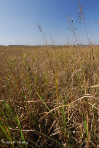 Marisma oligohalina de marea eólica (tipo Big Cordgrass) – CEGL007741 Marisma oligohalina de marea eólica (tipo Big Cordgrass) – CEGL007741