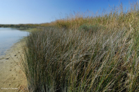 Marisma oligohalina de marea eólica (tipo junco negro) – CEGL004660 Marisma oligohalina de marea eólica (tipo junco negro) – CEGL004660