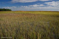 Salar de río (pasto de cordón de marisma - tipo junco de marisma) - CEGL006416