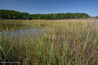 Salar de río (pasto de cordón de marisma - tipo junco de marisma) - CEGL006416
