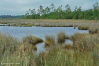 Marisma salada de Black Needlerush – CEGL004186