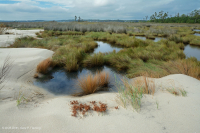 Marisma Alta – CEGL004197