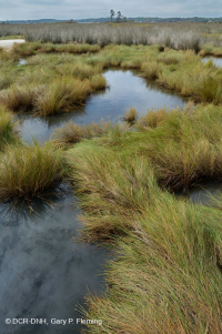 Marisma Alta – CEGL004197