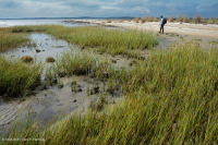 Marisma baja en sal (tipo de pasto cordón de marisma) – CEGL004192