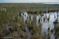 Marisma salada de Black Needlerush – CEGL004186