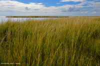 Marisma baja en sal (tipo de pasto cordón de marisma) – CEGL004192