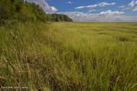 Marisma de Baja Sal (Tipo Panne de Sal) - CEGL006586