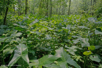 Pantano de madera dura de marea dulce - CEGL006287 Pantano de madera dura de marea dulce - CEGL006287