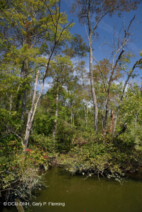 Pantano de madera dura de marea dulce - CEGL006287 Pantano de madera dura de marea dulce - CEGL006287