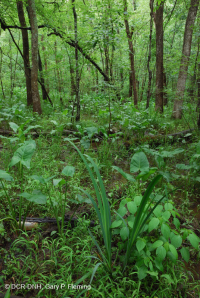 Pantano de madera dura de marea dulce - CEGL006287 Pantano de madera dura de marea dulce - CEGL006287