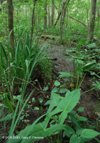 Pantano de madera dura de marea dulce - CEGL006287 Pantano de madera dura de marea dulce - CEGL006287