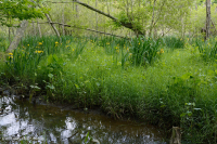 Pantano de madera dura de marea dulce - CEGL006287 Pantano de madera dura de marea dulce - CEGL006287