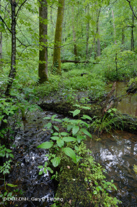 Pantano de madera dura de marea dulce - CEGL006287 Pantano de madera dura de marea dulce - CEGL006287