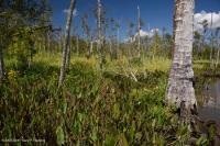 Pantano de madera dura de marea dulce - CEGL006287 Pantano de madera dura de marea dulce - CEGL006287