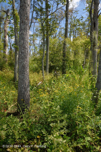 Pantano de madera dura de marea dulce - CEGL006287 Pantano de madera dura de marea dulce - CEGL006287