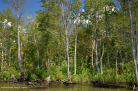 Pantano de madera dura de marea dulce - CEGL006287 Pantano de madera dura de marea dulce - CEGL006287