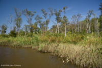Pantano de madera dura de marea dulce - CEGL006287 Pantano de madera dura de marea dulce - CEGL006287