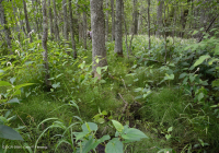 Pantano de madera dura de marea dulce - CEGL006287 Pantano de madera dura de marea dulce - CEGL006287