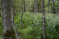 Pantano de madera dura de marea dulce - CEGL006287 Pantano de madera dura de marea dulce - CEGL006287