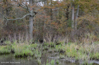 Pantano de madera dura de marea dulce - CEGL006287 Pantano de madera dura de marea dulce - CEGL006287