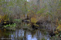 Pantano de madera dura de marea dulce - CEGL006287 Pantano de madera dura de marea dulce - CEGL006287