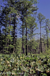 Bosque de cipreses calvos de la llanura costera del norte - CEGL006850 Bosque de cipreses calvos de la llanura costera del norte - CEGL006850