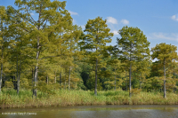 Bosque de cipreses calvos de la llanura costera del norte - CEGL006850 Bosque de cipreses calvos de la llanura costera del norte - CEGL006850